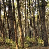 Cercare nel bosco le parole