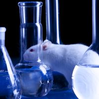La lotta sulla sperimentazione animale